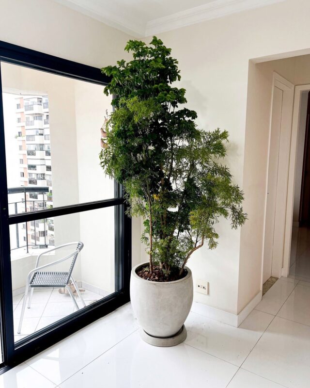 Plantas na Decoração: 10 razões para decorar a sua casa com Plantas