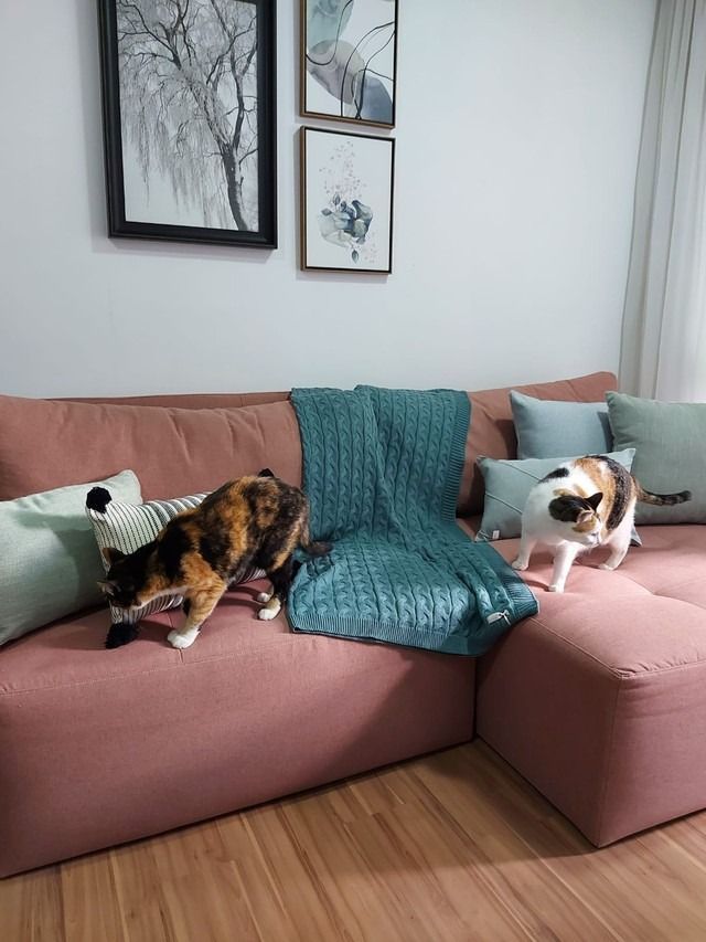 Como Ter uma Casa Elegante tendo Animais de Estimação