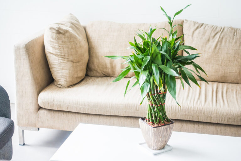 Planta decorativa em vaso sobre mesa, em ambiente aconchegante e moderno.